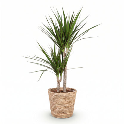 A potted dracaena plant with two upright stems and long, narrow green leaves, planted in a woven natural-fiber basket pot on a clean white background.