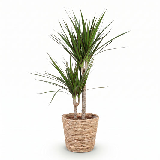 A potted dracaena plant with two upright stems and long, narrow green leaves, planted in a woven natural-fiber basket pot on a clean white background.