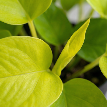Golden Pothos; Epipremnum | 15cm