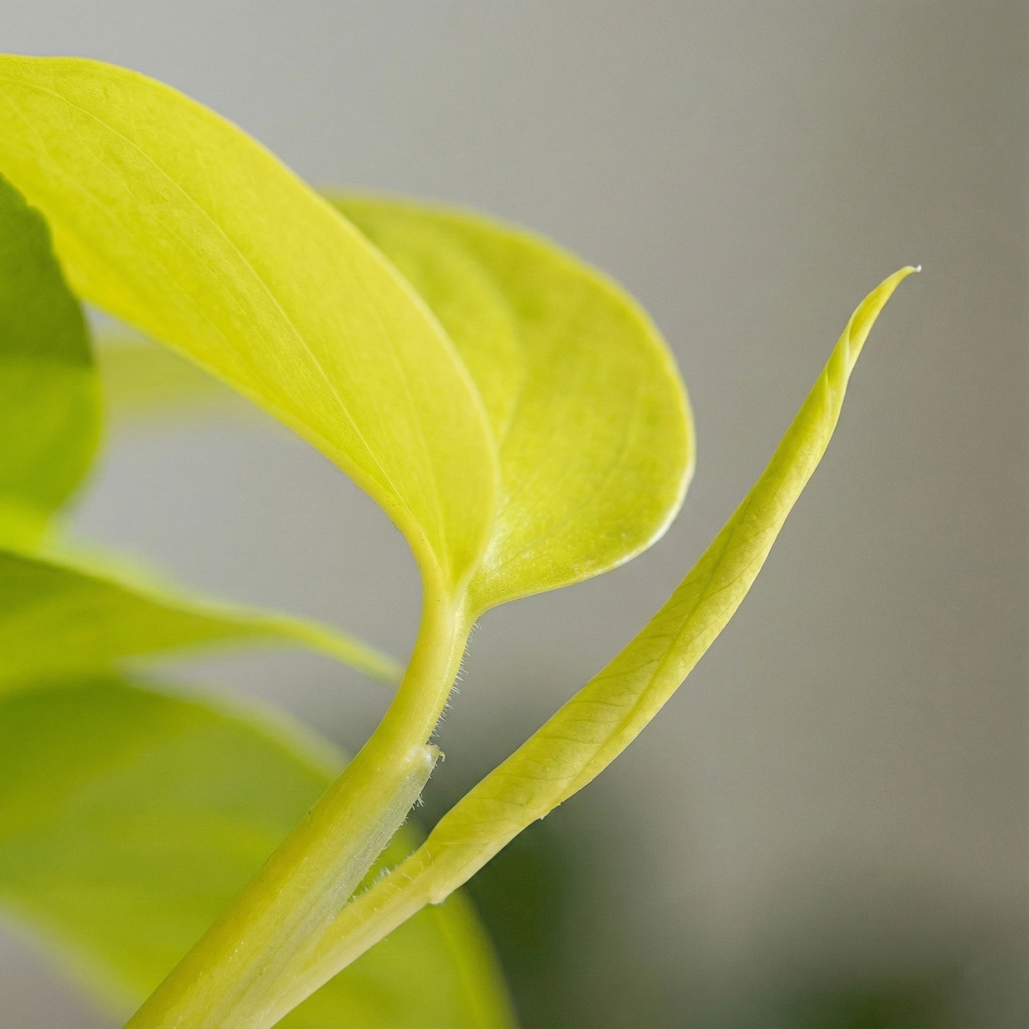 Golden Pothos; Epipremnum | 15cm