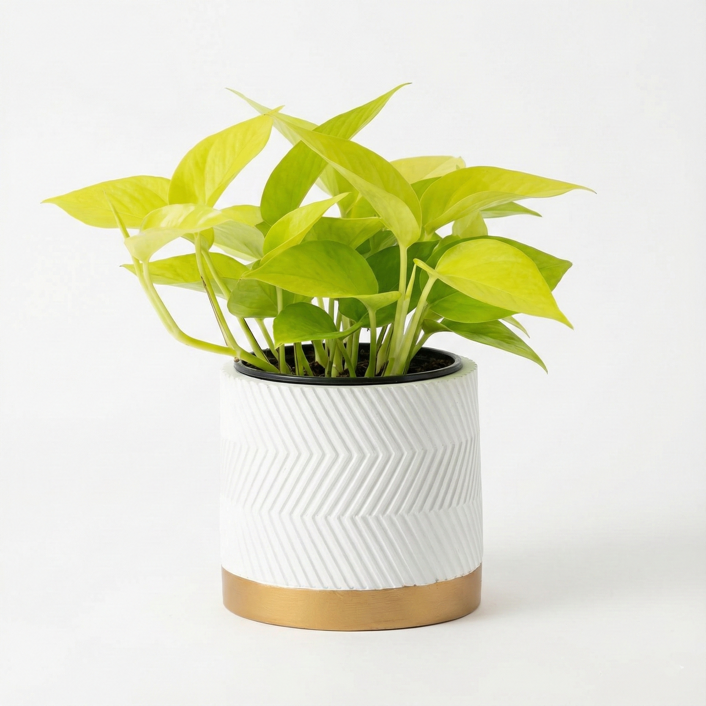 Golden Pothos; Epipremnum | 15cm