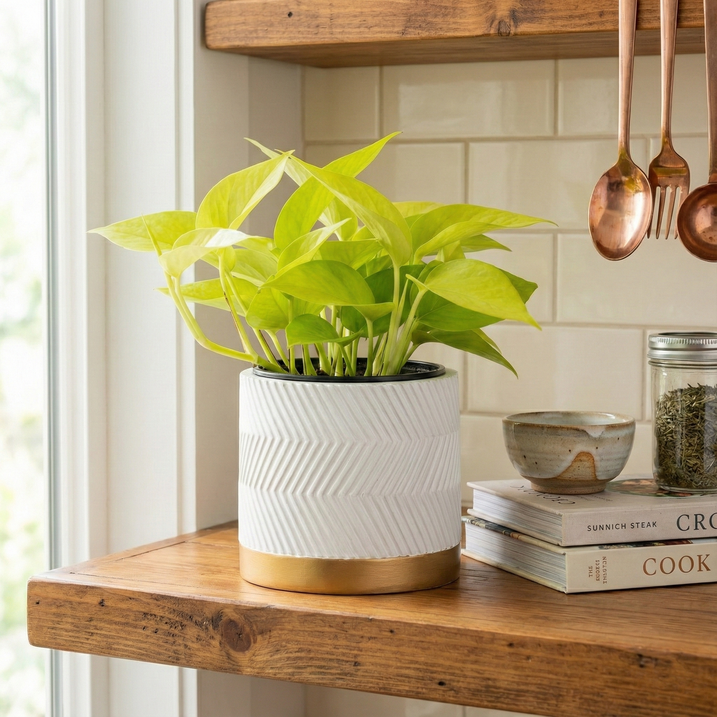 Golden Pothos; Epipremnum | 15cm