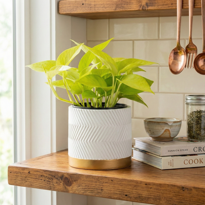 Golden Pothos; Epipremnum | 15cm