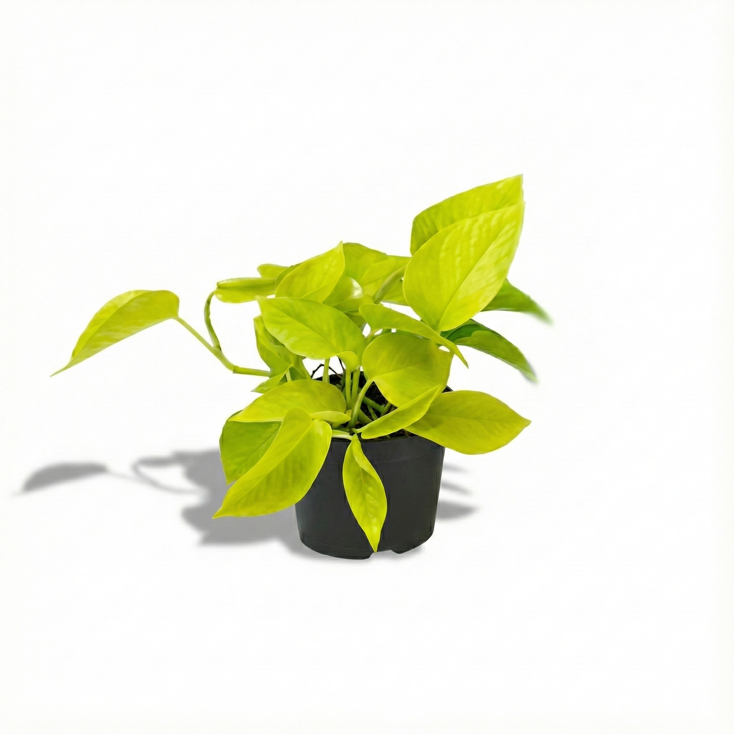 Golden Pothos; Epipremnum | 15cm