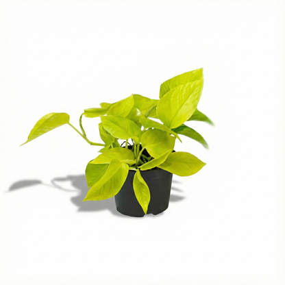 Golden Pothos; Epipremnum | 15cm