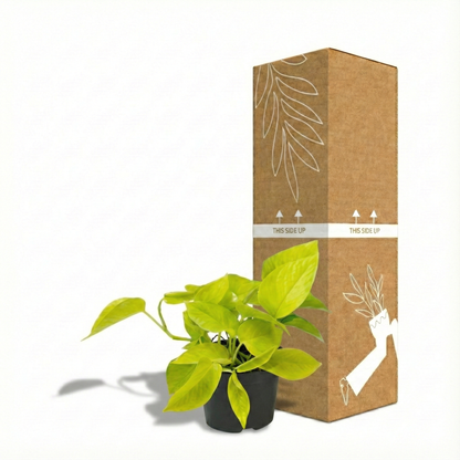 Golden Pothos; Epipremnum | 15cm