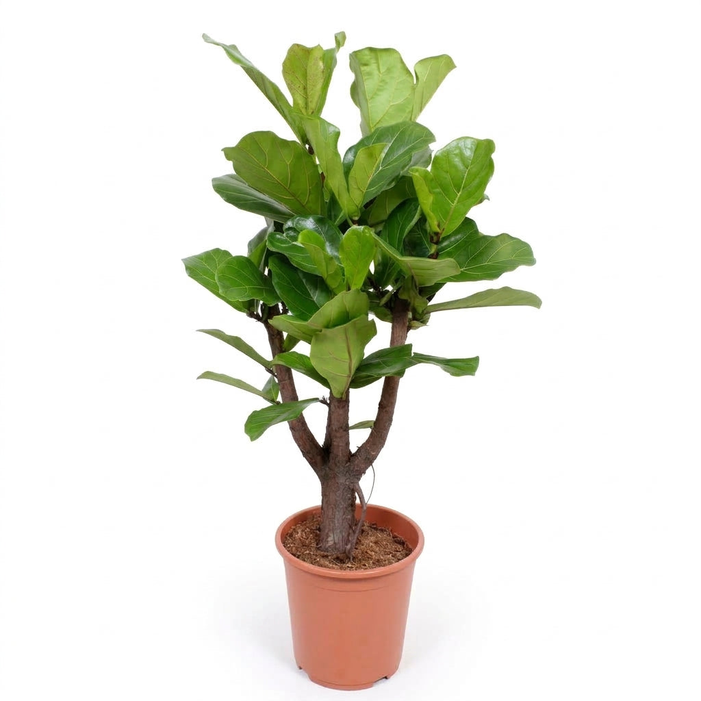 A potted fiddle-leaf fig plant with glossy green leaves and a brown trunk, in a terracotta-colored plastic pot, photographed against a plain white background.