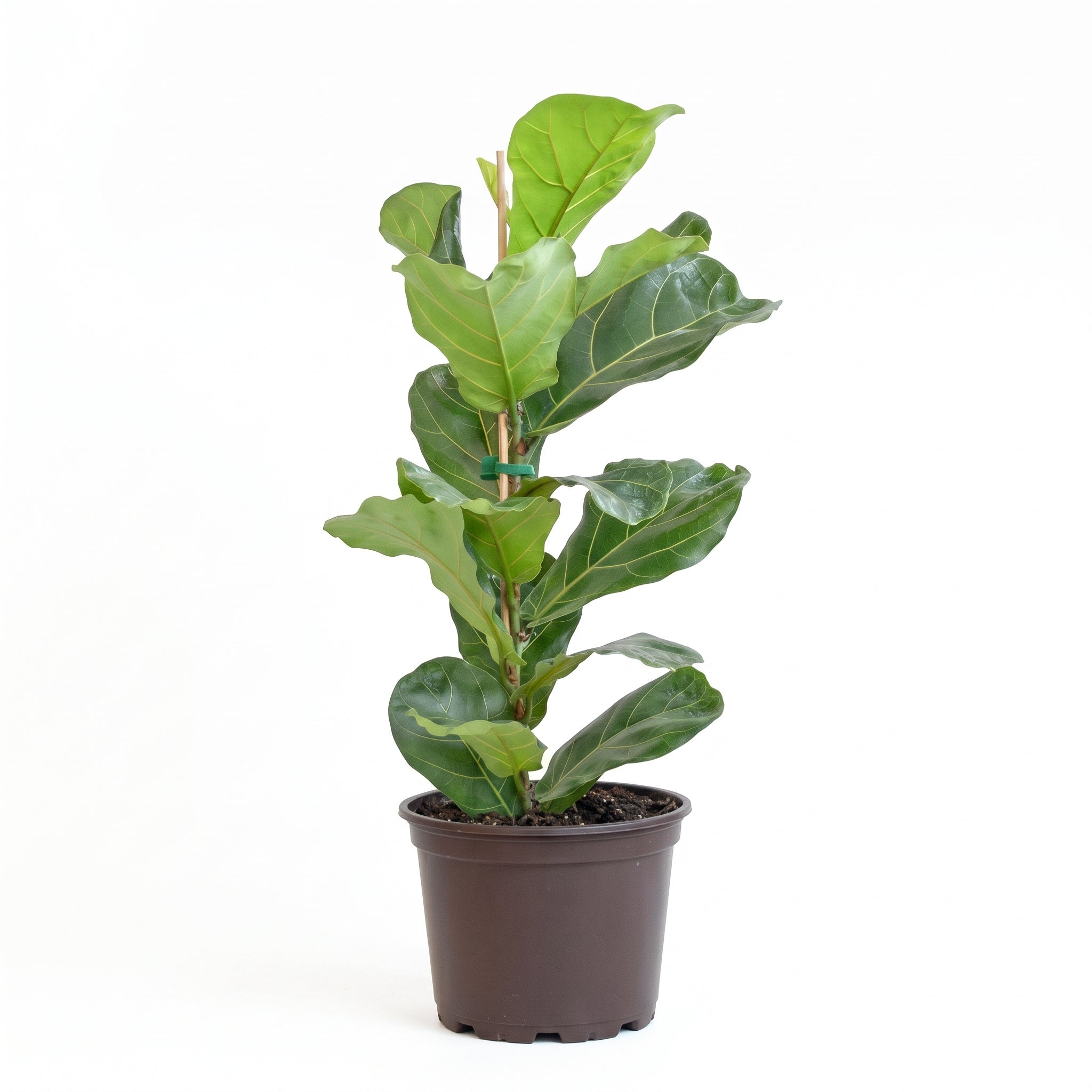 A potted fiddle-leaf fig plant with large glossy green leaves in a dark brown plastic nursery pot, photographed against a plain white background.
