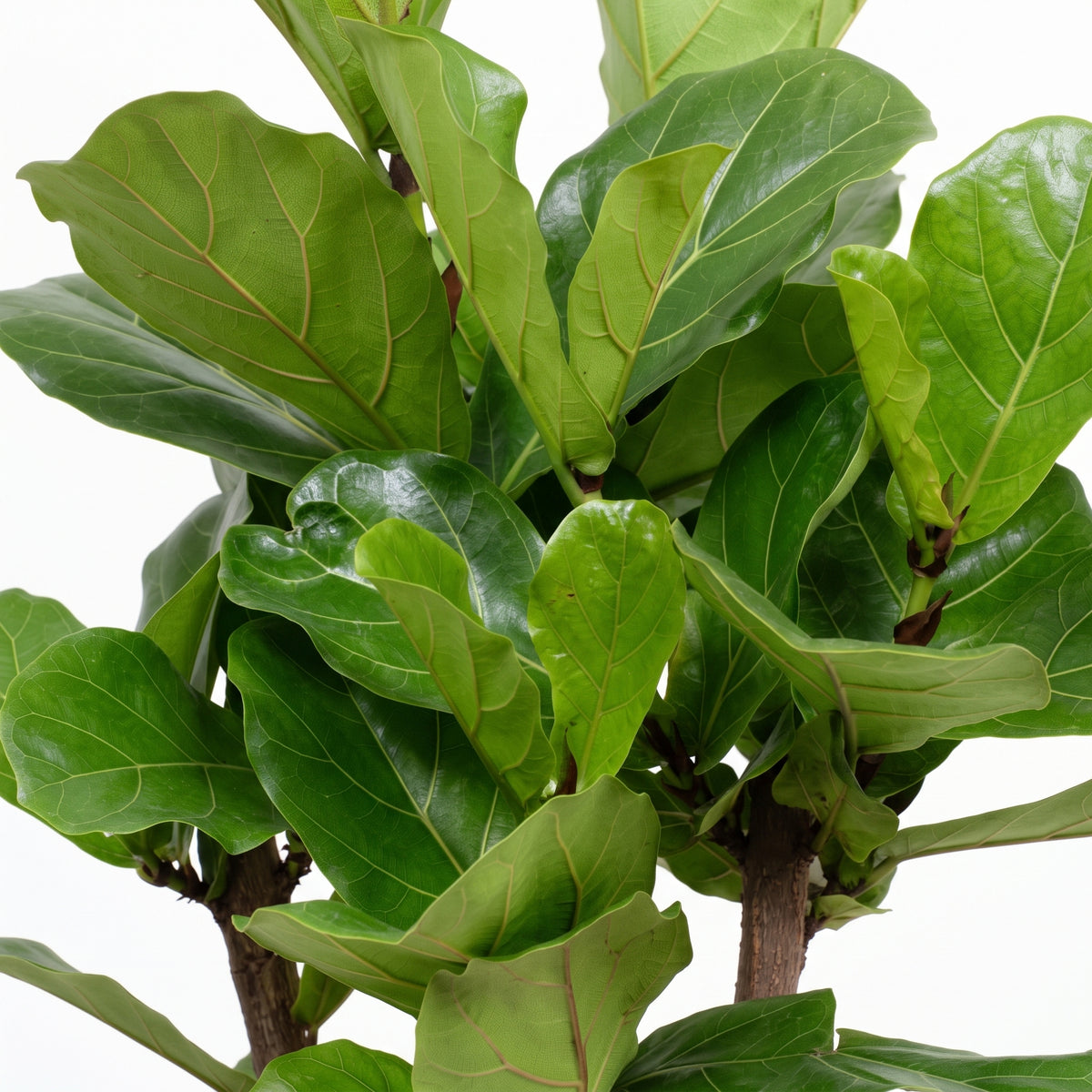A close-up of a fiddle-leaf fig plant with glossy green leaves and brown stems against a white background.