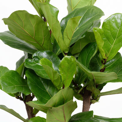 A close-up of a fiddle-leaf fig plant with glossy green leaves and brown stems against a white background.