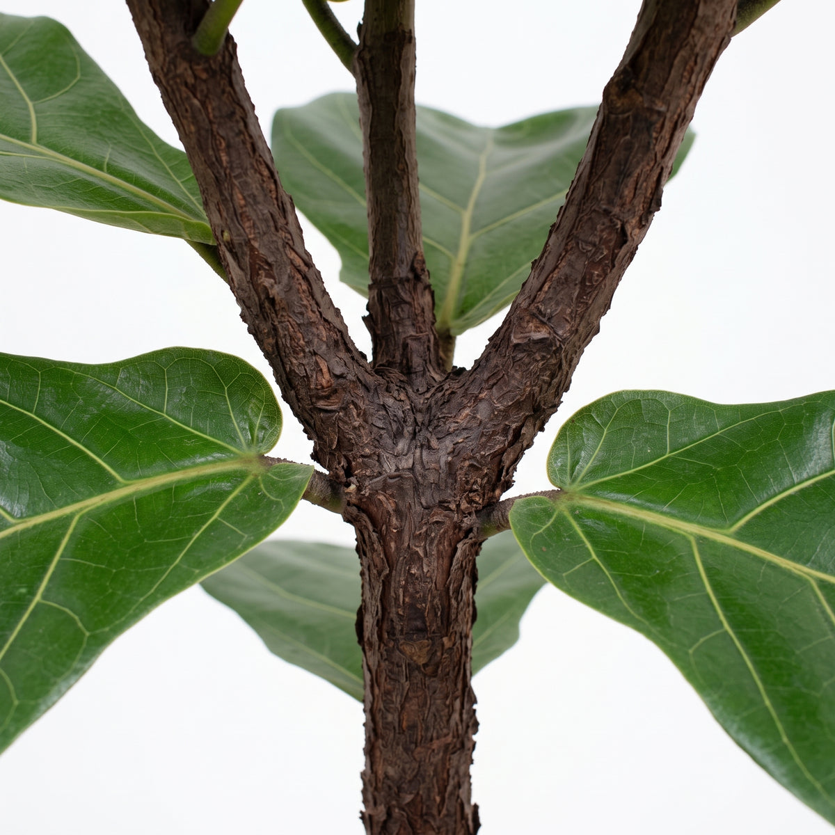 Close-up of a fiddle-leaf fig plant showing the textured brown trunk and glossy green leaves against a plain white background.