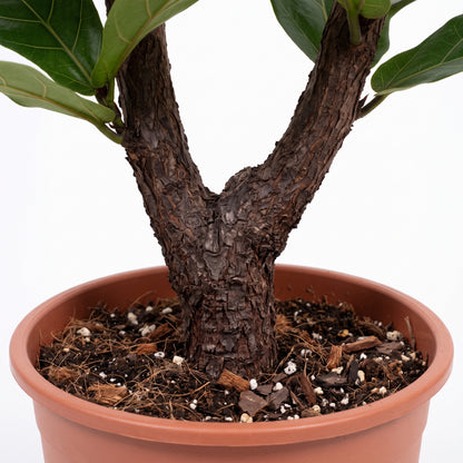 A close-up of a potted fiddle-leaf fig tree showing the textured dark brown trunk, green leaves, and terracotta-colored plastic pot against a white background.