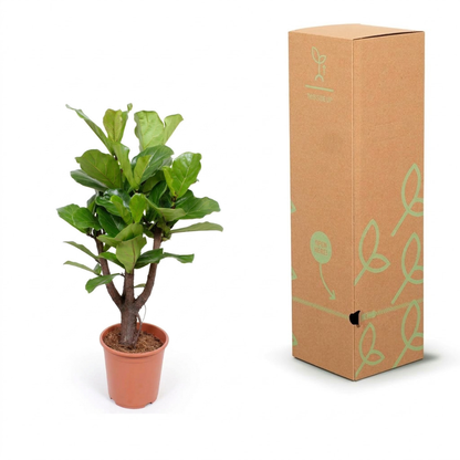 A small potted green plant with broad leaves standing next to a tall brown cardboard box with light green leaf illustrations, on a white background.