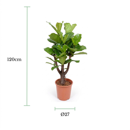 A potted fiddle-leaf fig plant on a white background with green measurement lines and text indicating a height of 120cm and a trunk diameter of 27cm.