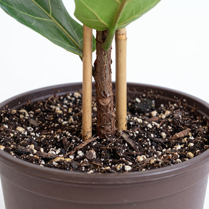 Close-up of a potted fiddle-leaf fig plant with green leaves, a brown trunk, and three bamboo stakes inserted in the soil inside a brown plastic pot.