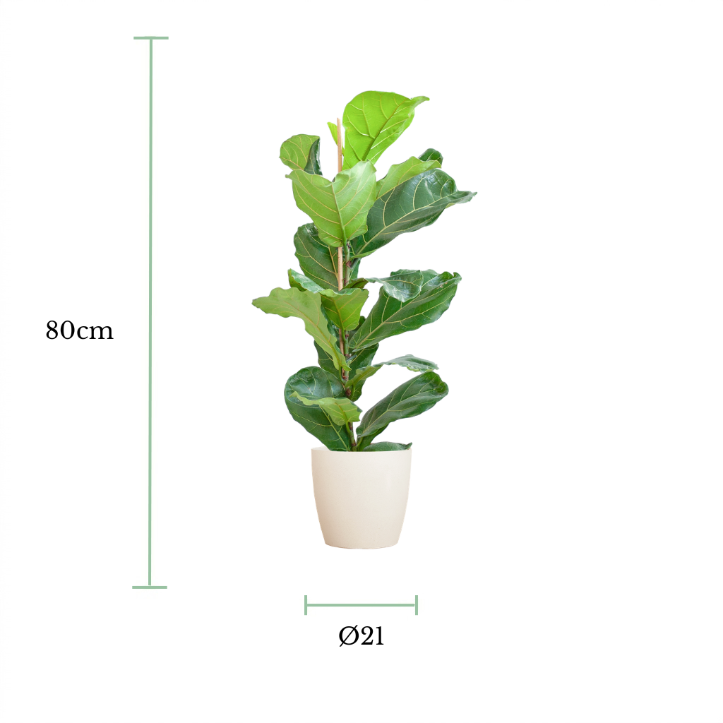 A potted fiddle-leaf fig plant shown on a white background with dimension markers indicating a height of 80cm and a pot diameter of 21cm.