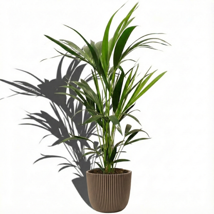 Kentia Palm; Howea Forsteriana | 100cm