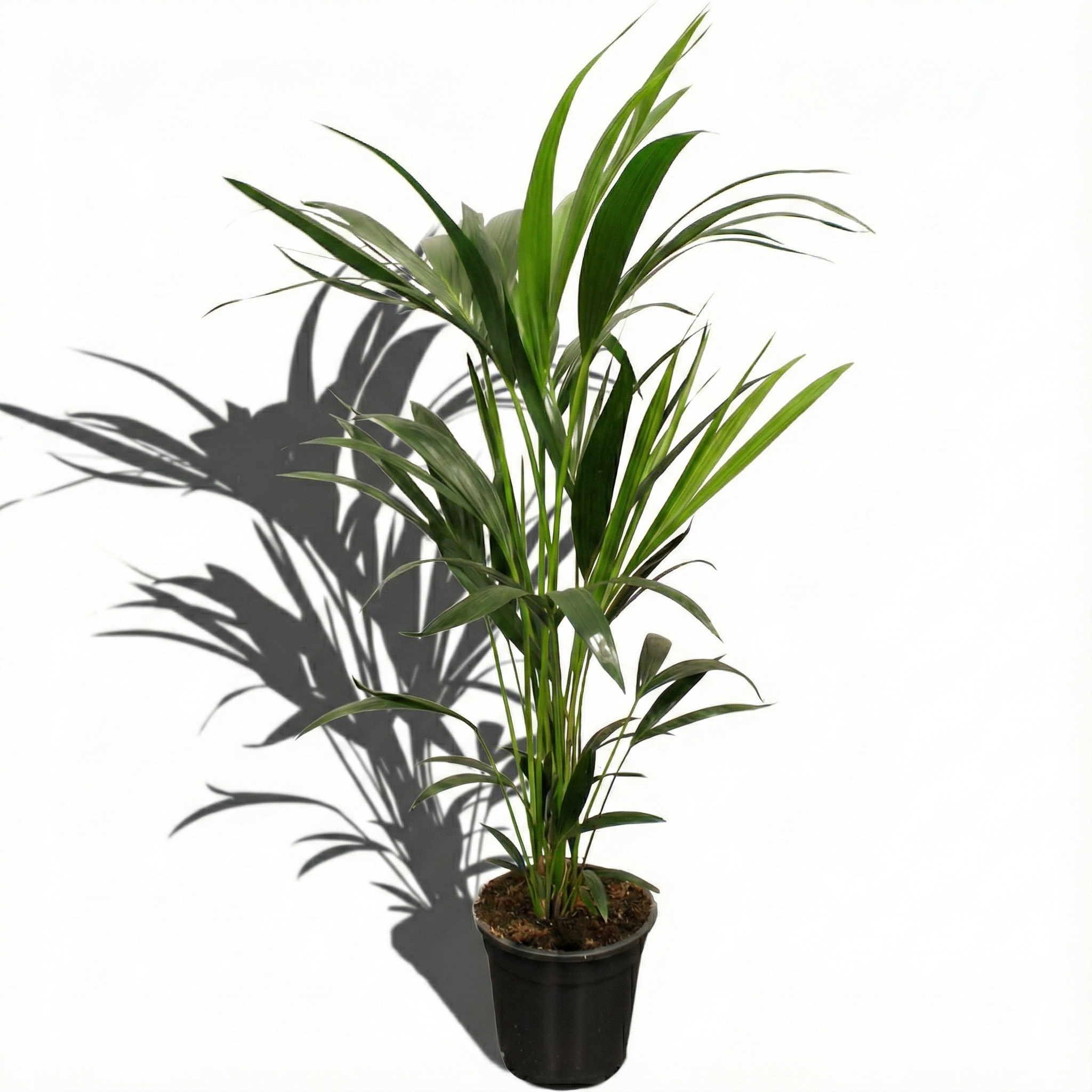 Kentia Palm; Howea Forsteriana | 100cm