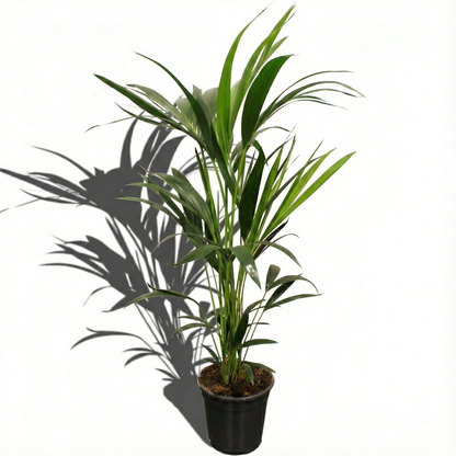 Kentia Palm; Howea Forsteriana | 100cm