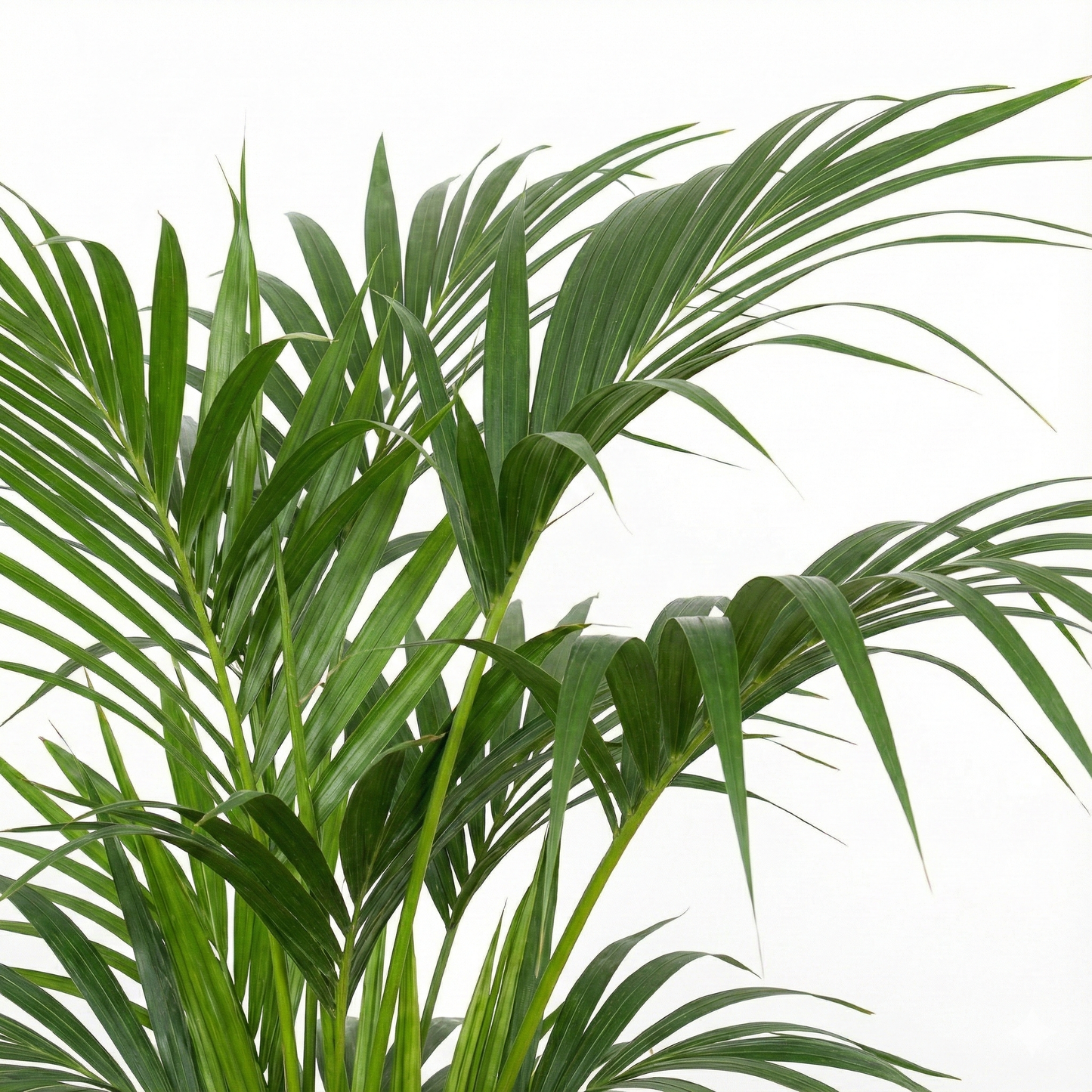 Kentia Palm; Howea Forsteriana | 100cm