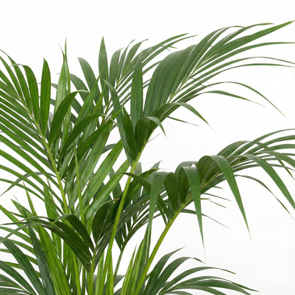 Kentia Palm; Howea Forsteriana | 100cm