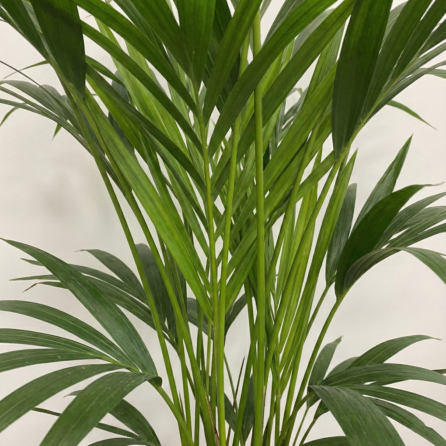 Kentia Palm; Howea Forsteriana | 100cm