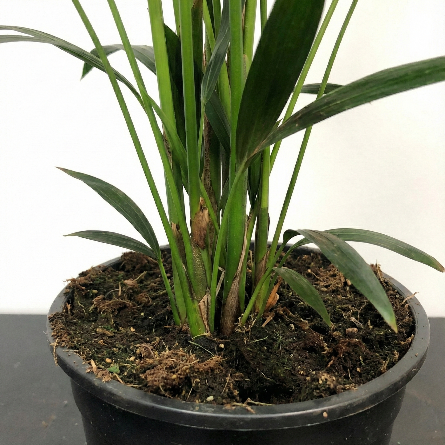 Kentia Palm; Howea Forsteriana | 100cm