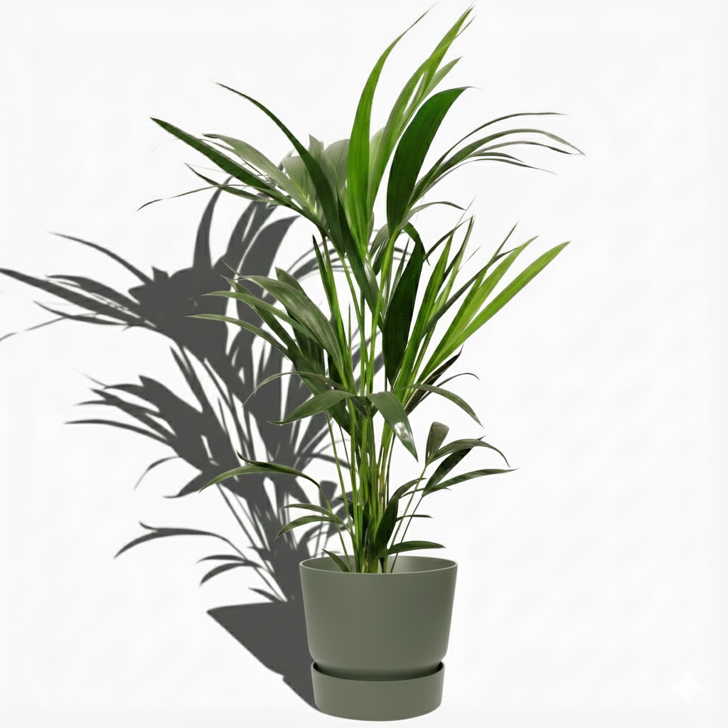 Kentia Palm; Howea Forsteriana | 80cm