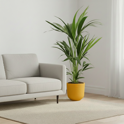 Kentia Palm; Howea Forsteriana | 75cm