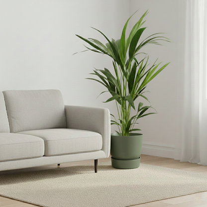 Kentia Palm; Howea Forsteriana | 80cm