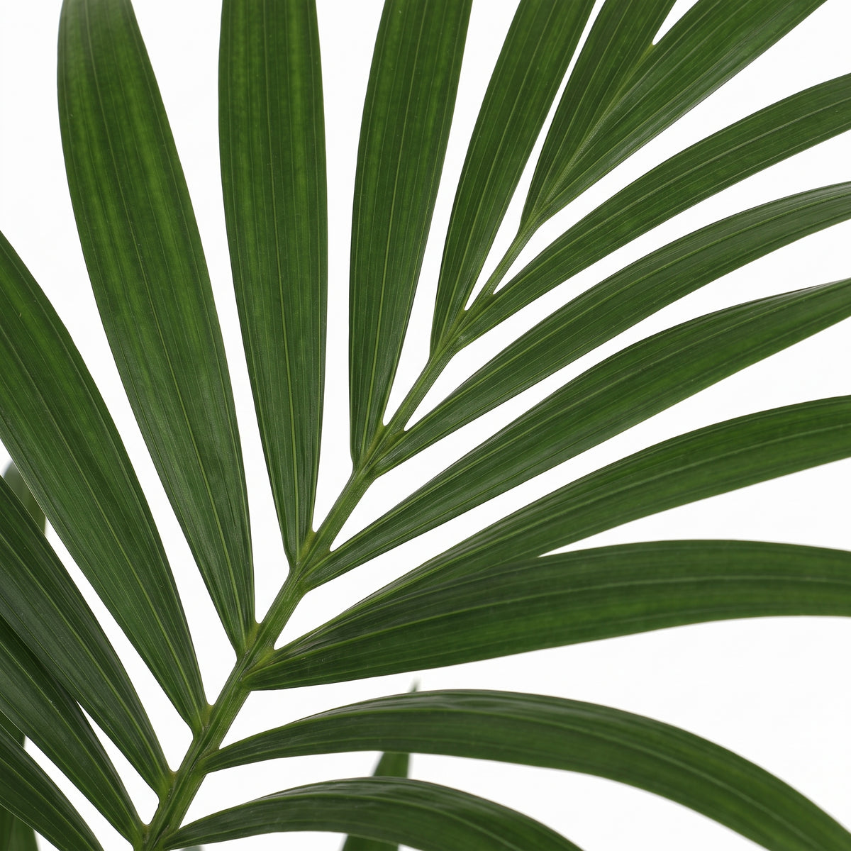 A close-up of a green palm leaf with long, slender fronds radiating from a central stem, isolated on a white background.