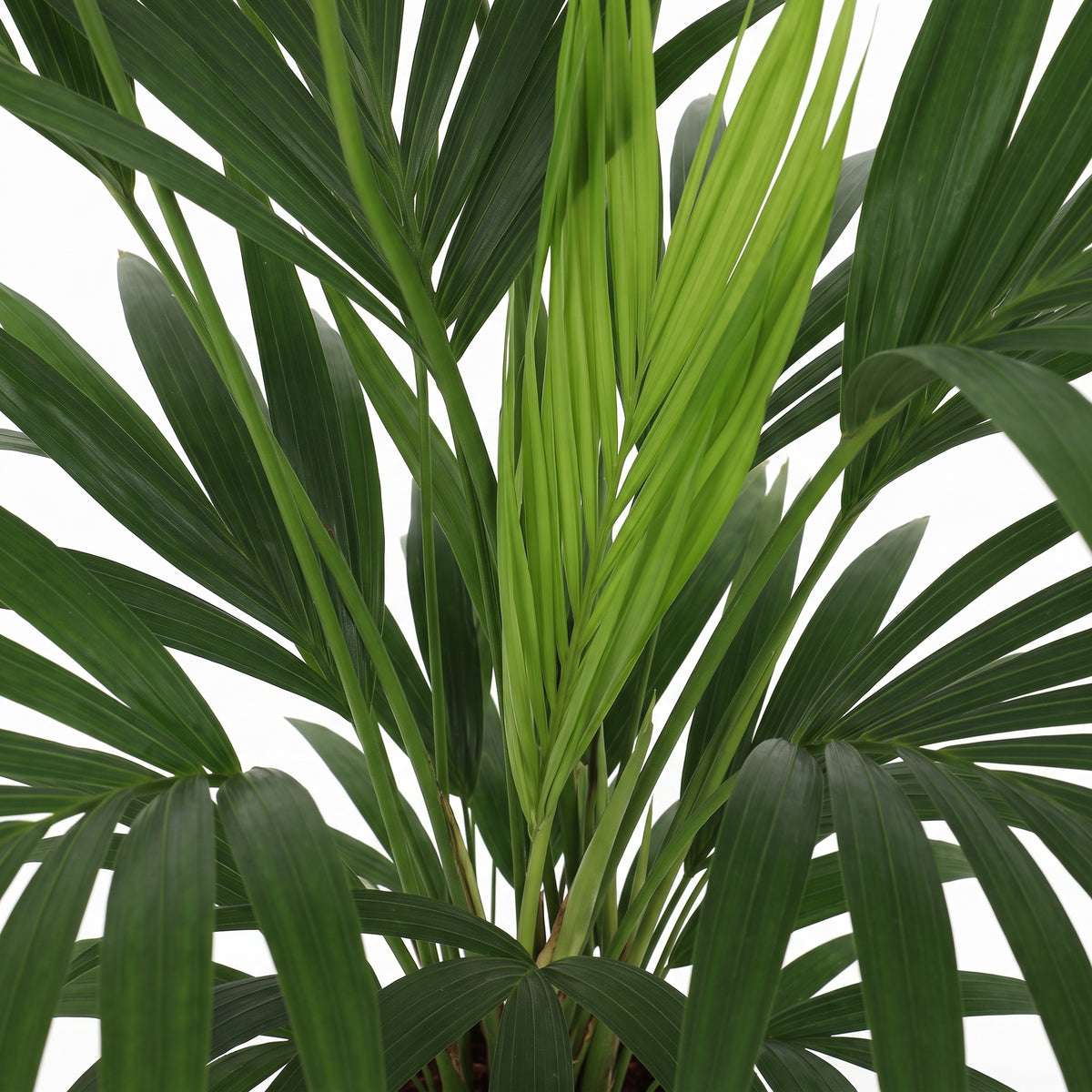A close-up of a green palm-like plant with long, fan-shaped leaves against a plain white background.