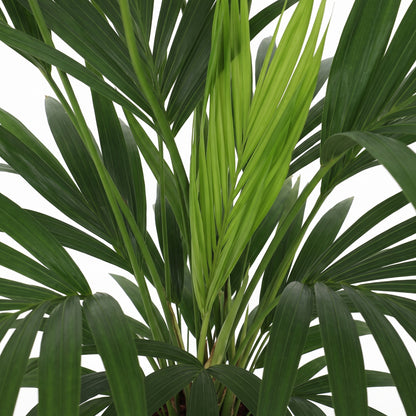 A close-up of a green palm-like plant with long, fan-shaped leaves against a plain white background.