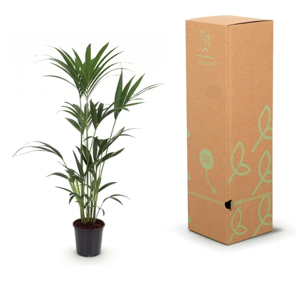 A potted palm plant next to its tall brown cardboard packaging box with light green leaf illustrations, on a white background.