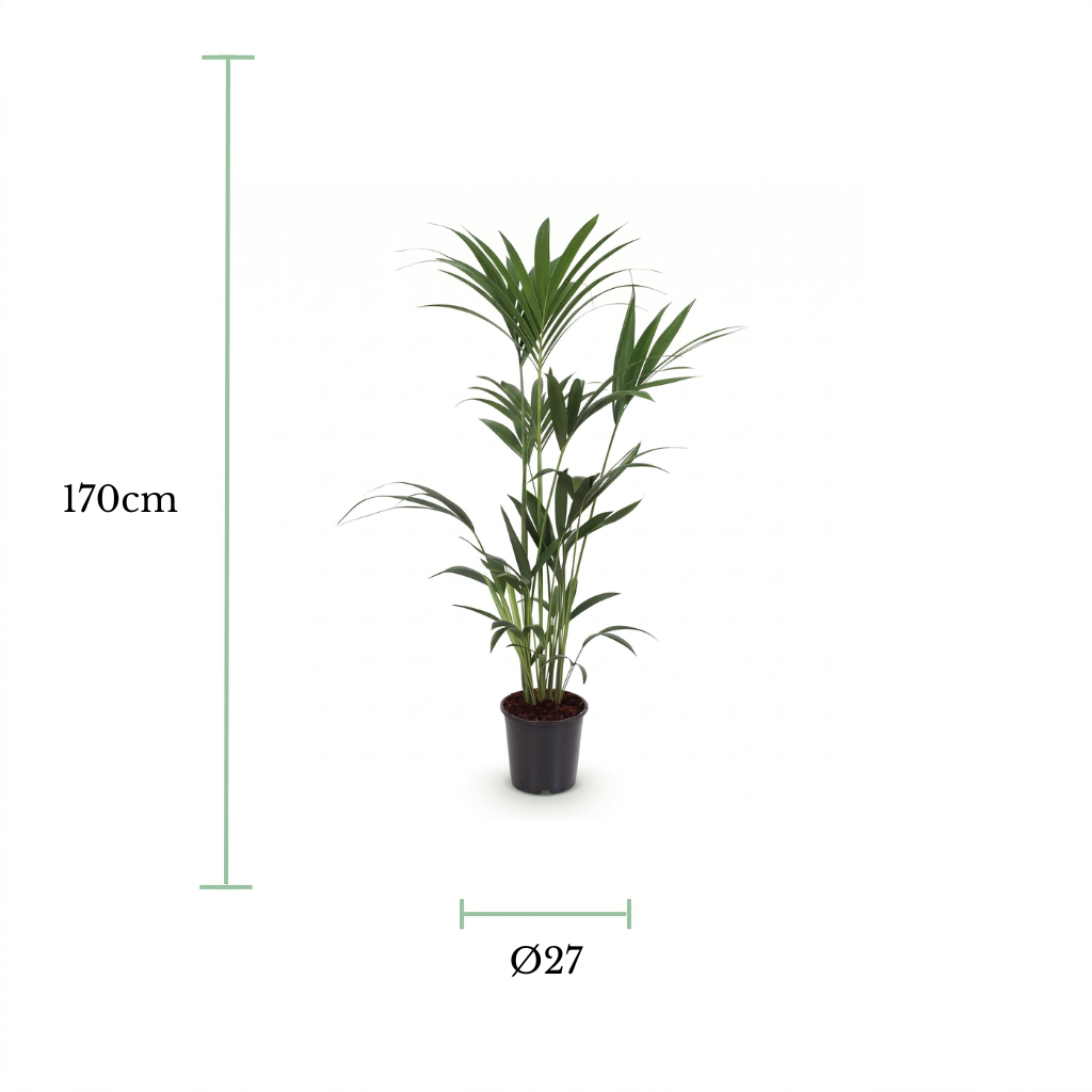 A potted palm plant centered on a white background with green measurement lines and text indicating a height of 130 cm and a diameter of 21 cm.