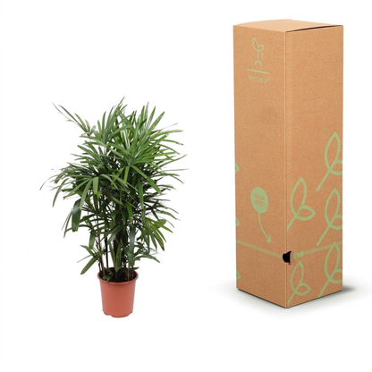 A potted green plant next to its tall brown cardboard packaging box with light green leaf illustrations, on a white background.