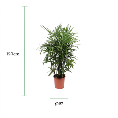A potted green palm-like houseplant centered on a white background, with green measurement lines and text indicating a height of 120 cm and a pot diameter of 27 cm.
