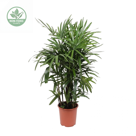 A potted palm plant with green fronds in a terracotta-colored plastic pot, shown against a plain white background with a small green 'Non-Toxic' badge in the top-left corner.