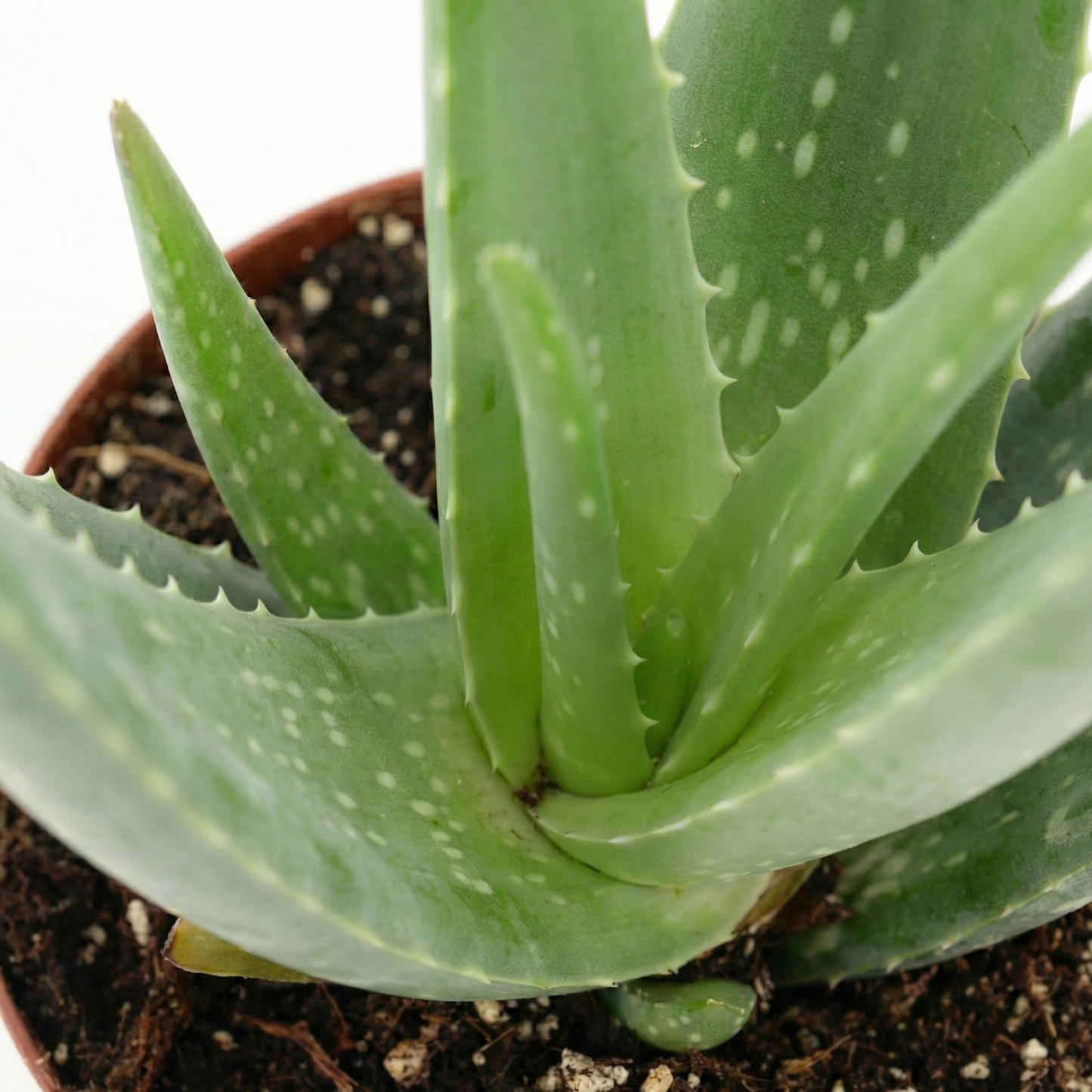 Aloe Vera; Aloe Barbadensis Miller | 70cm