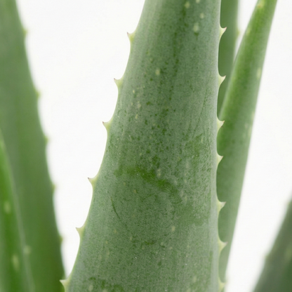 Aloe Vera; Aloe Barbadensis Miller | 70cm