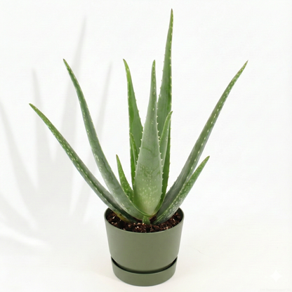 Aloe Vera; Aloe Barbadensis Miller | 70cm