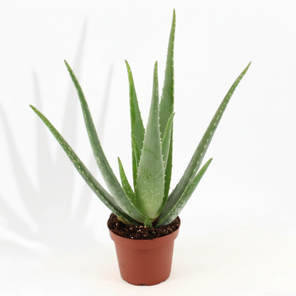 Aloe Vera; Aloe Barbadensis Miller | 70cm
