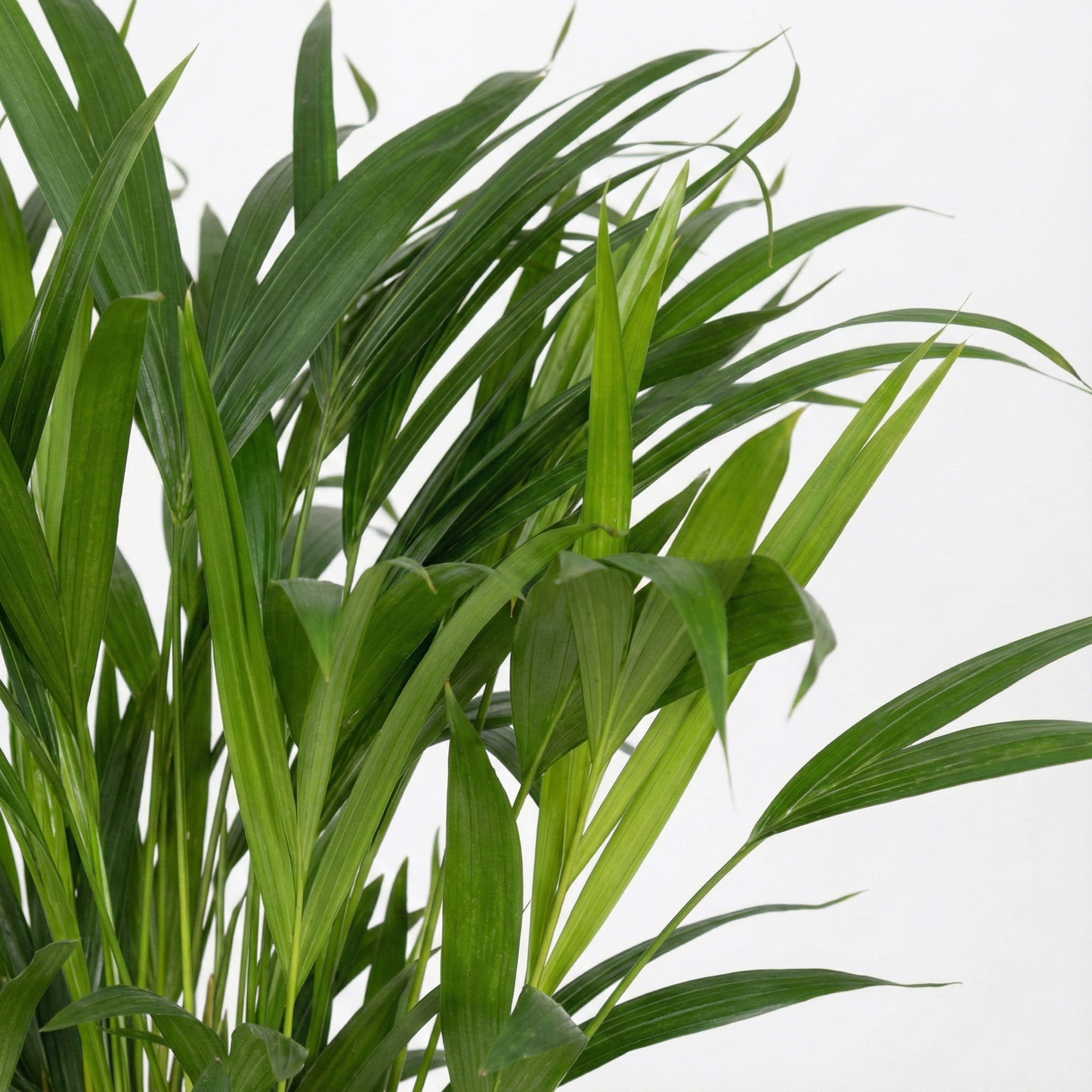 Areca Palm; Dypsis Lutescens | 60cm