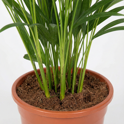 Areca Palm; Dypsis Lutescens | 60cm