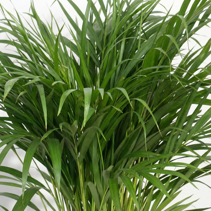 Areca Palm; Dypsis Lutescens | 120cm