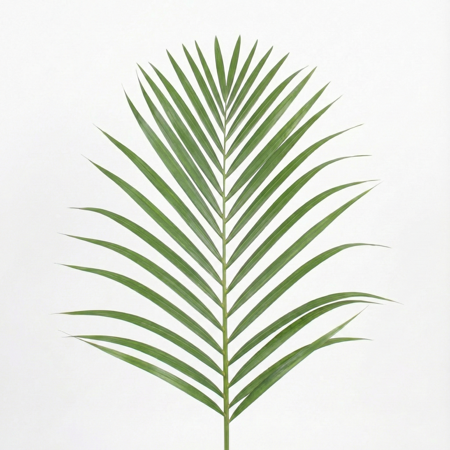 Areca Palm; Dypsis Lutescens | 120cm