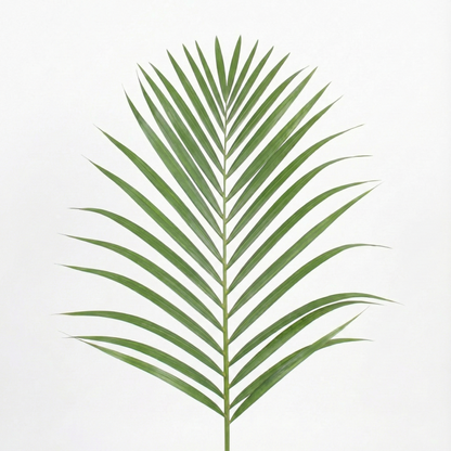 Areca Palm; Dypsis Lutescens | 120cm