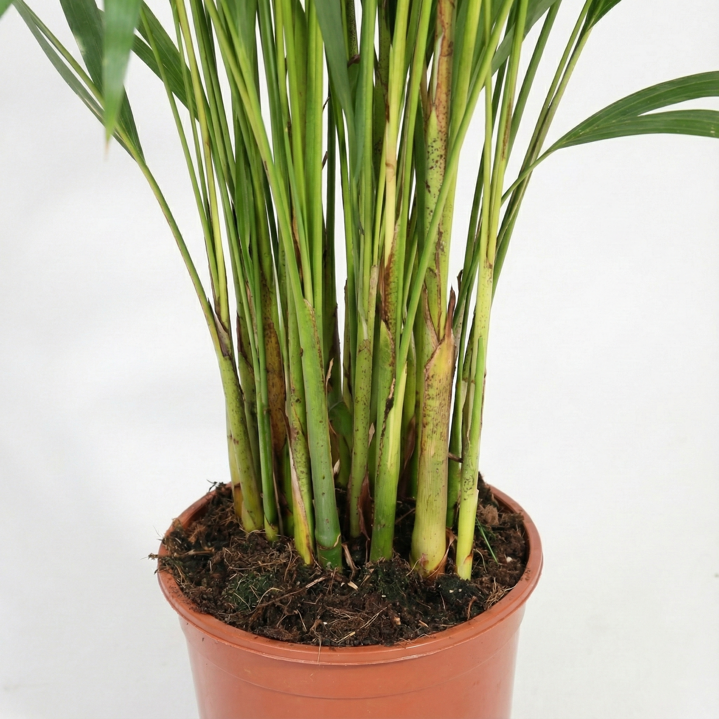 Areca Palm; Dypsis Lutescens | 120cm