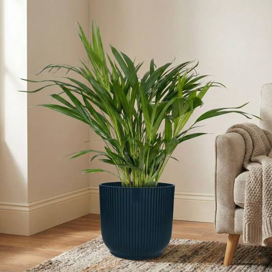 Areca Palm; Dypsis Lutescens | 60cm