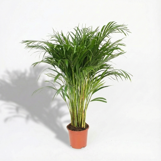 Areca Palm; Dypsis Lutescens | 110cm